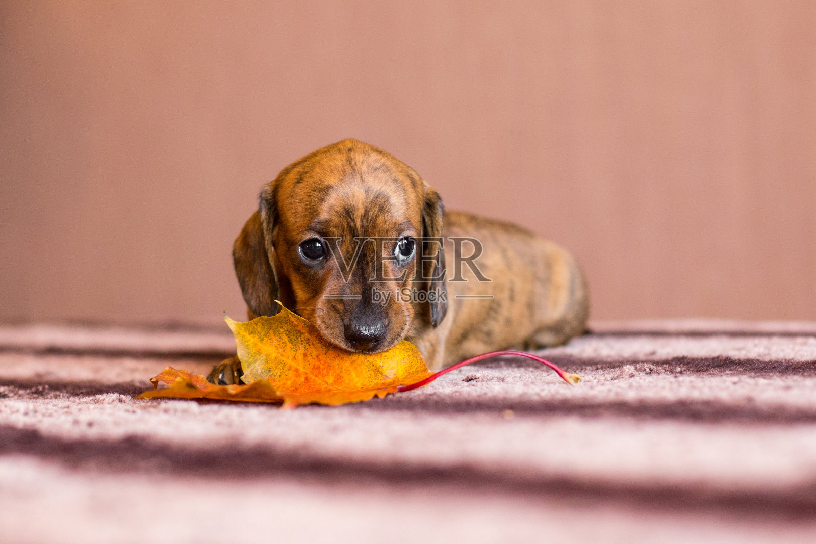 悲伤的腊肠小狗正在咀嚼秋叶照片摄影图片