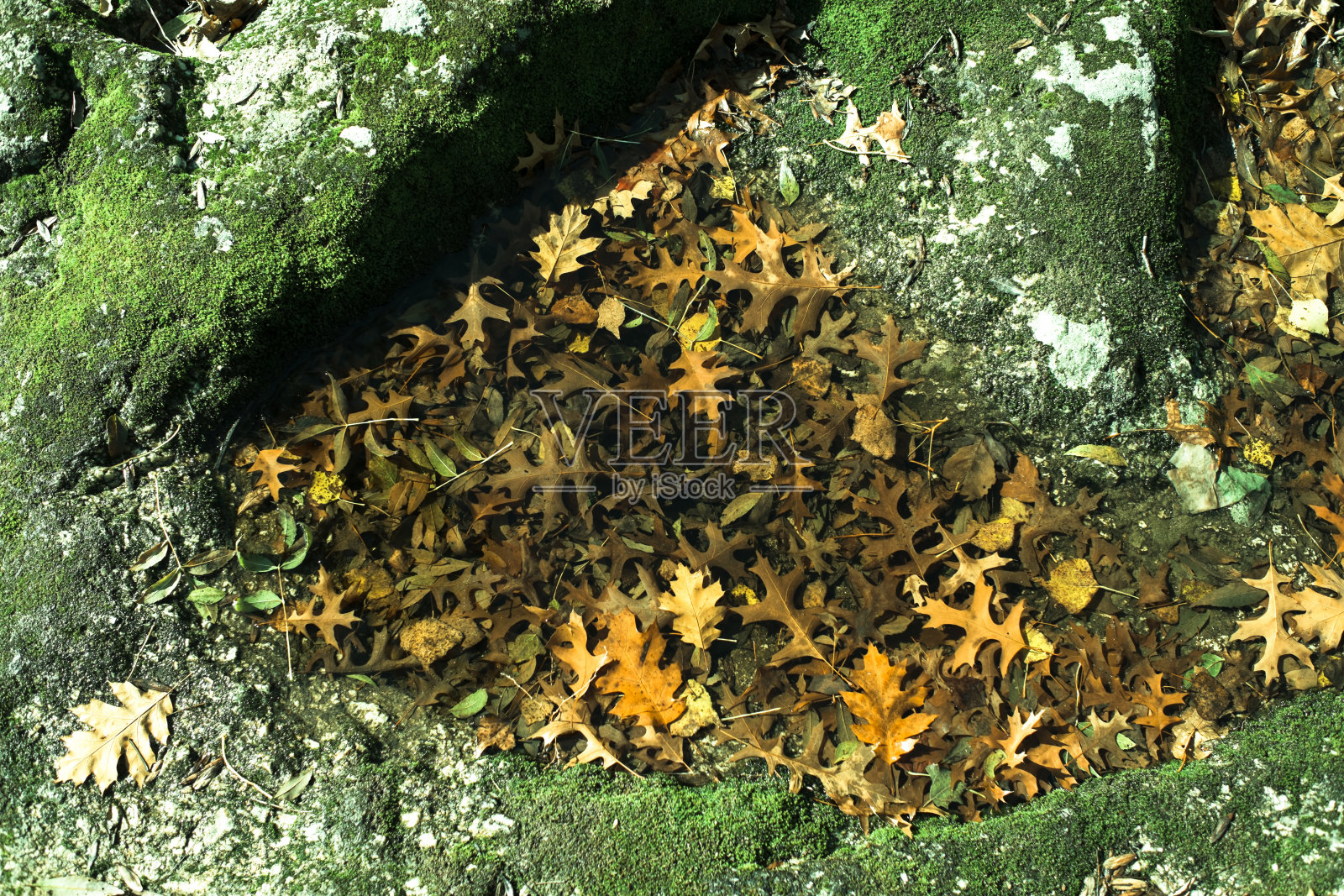 落黄的树叶落在公园的岩石间的水里。照片摄影图片