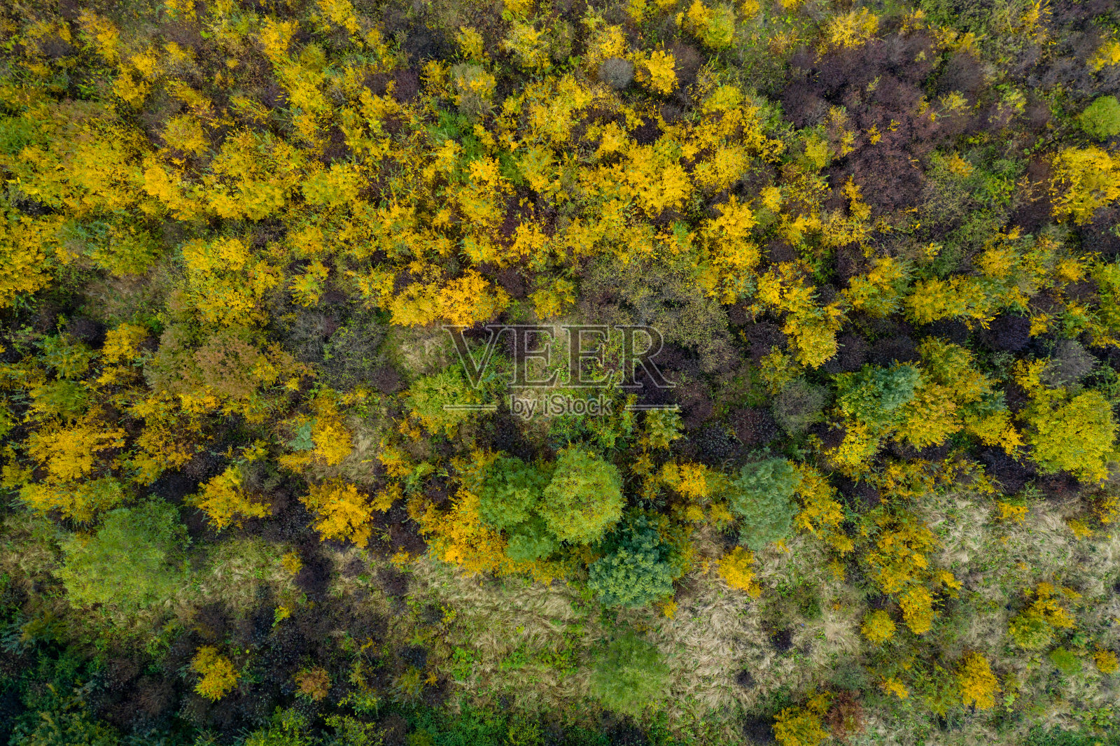 从无人机角度看森林照片摄影图片