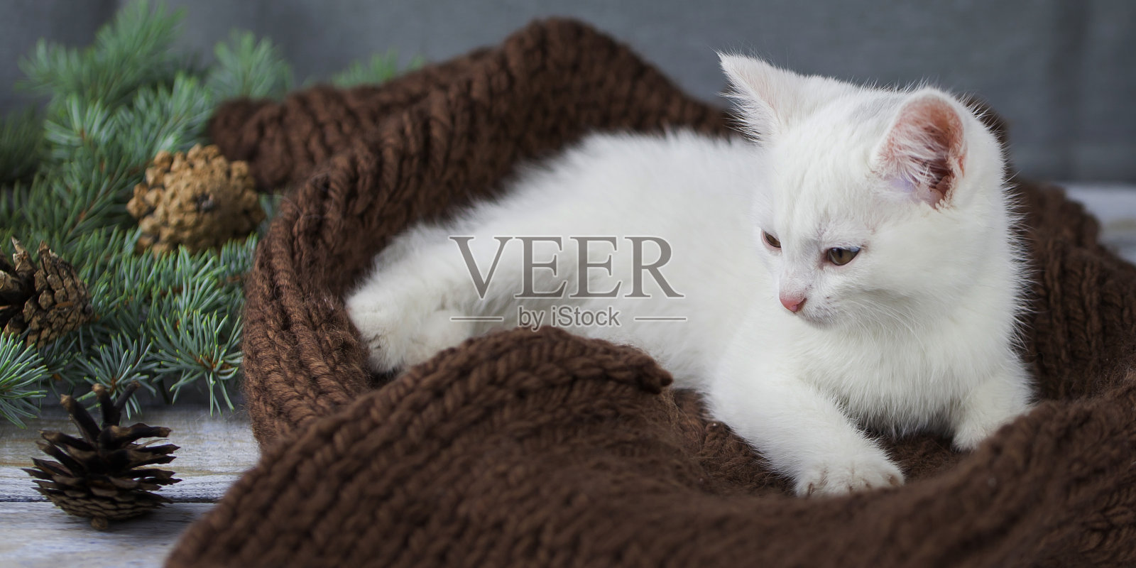 严肃可爱的小猫在圣诞树旁的棕色针织毯子上照片摄影图片
