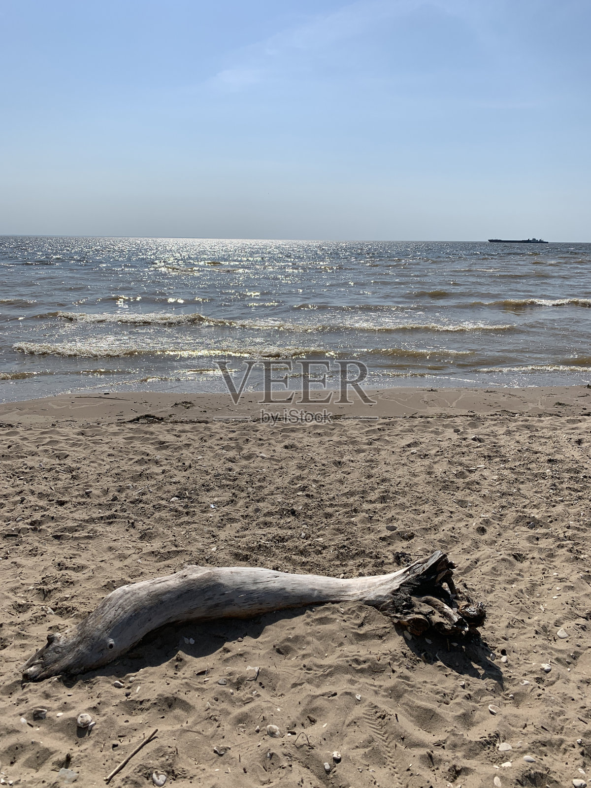 海边有树干照片摄影图片