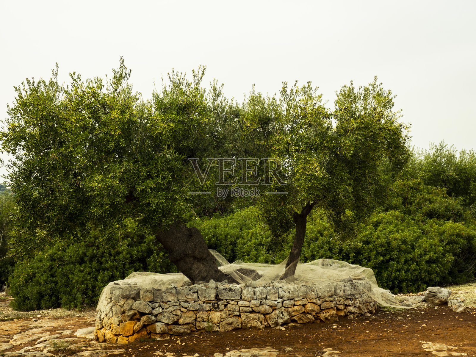 senturies老橄榄照片摄影图片