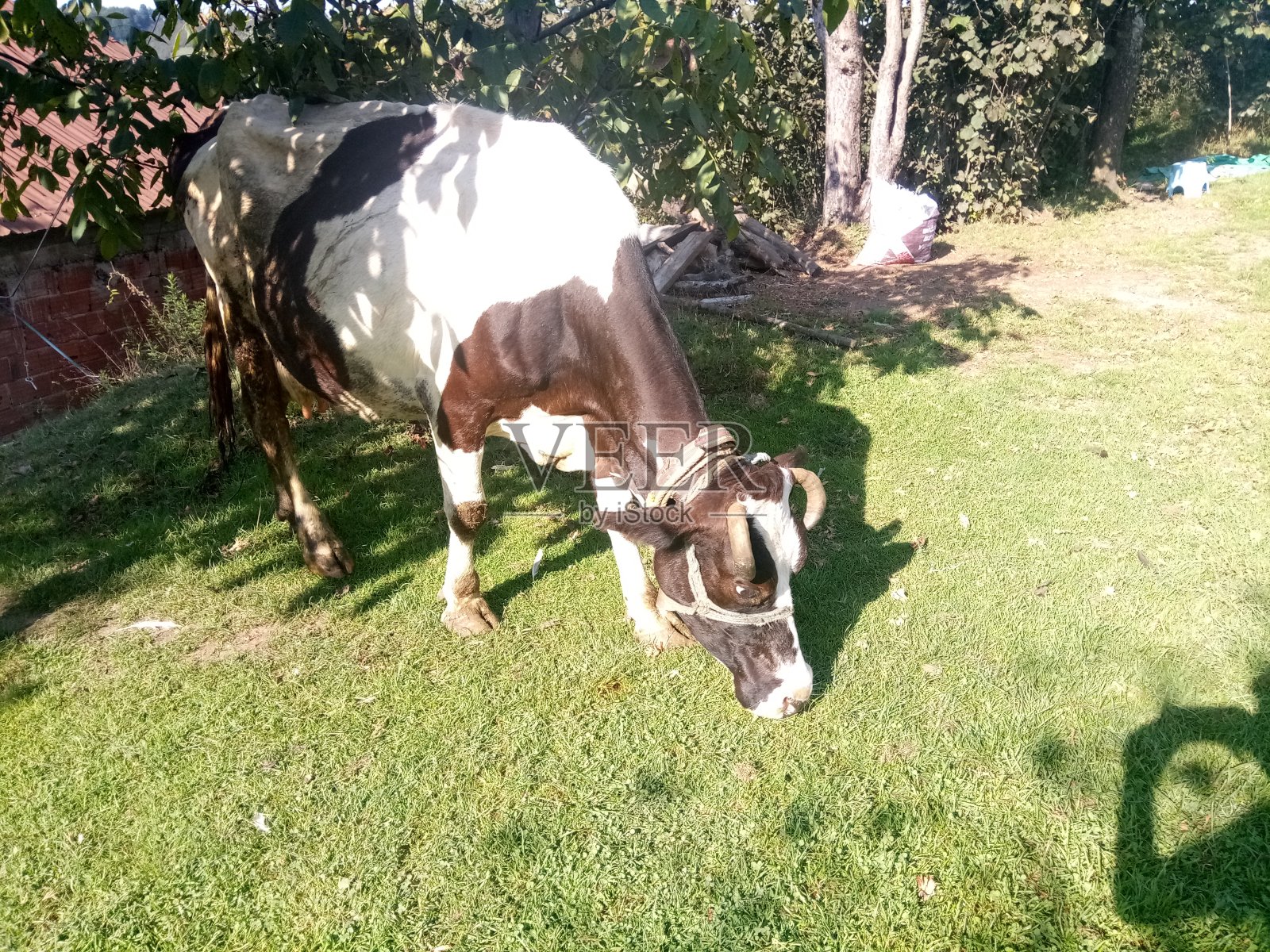 在高地上吃草和散步的牛照片摄影图片
