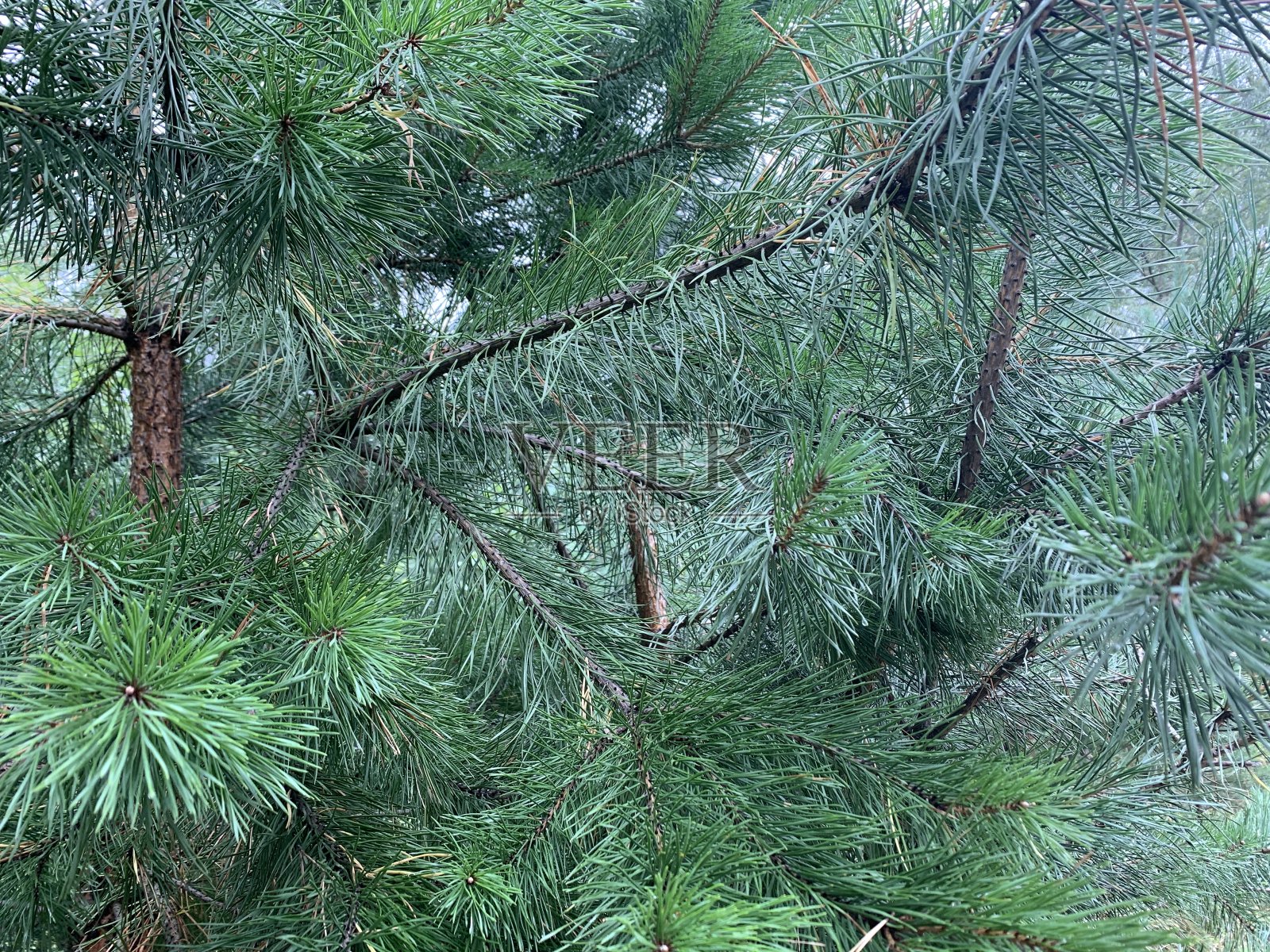 近距离松树照片摄影图片