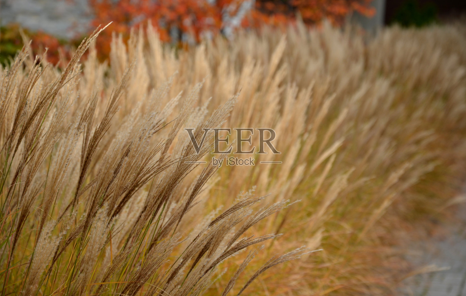 观赏性的草地由一个混凝土楼梯与金属栏杆，楼梯上你喜欢坐在一个白色光滑的水泥平地。当你上楼时，质地柔软的喷泉草抚摸着他的手照片摄影图片