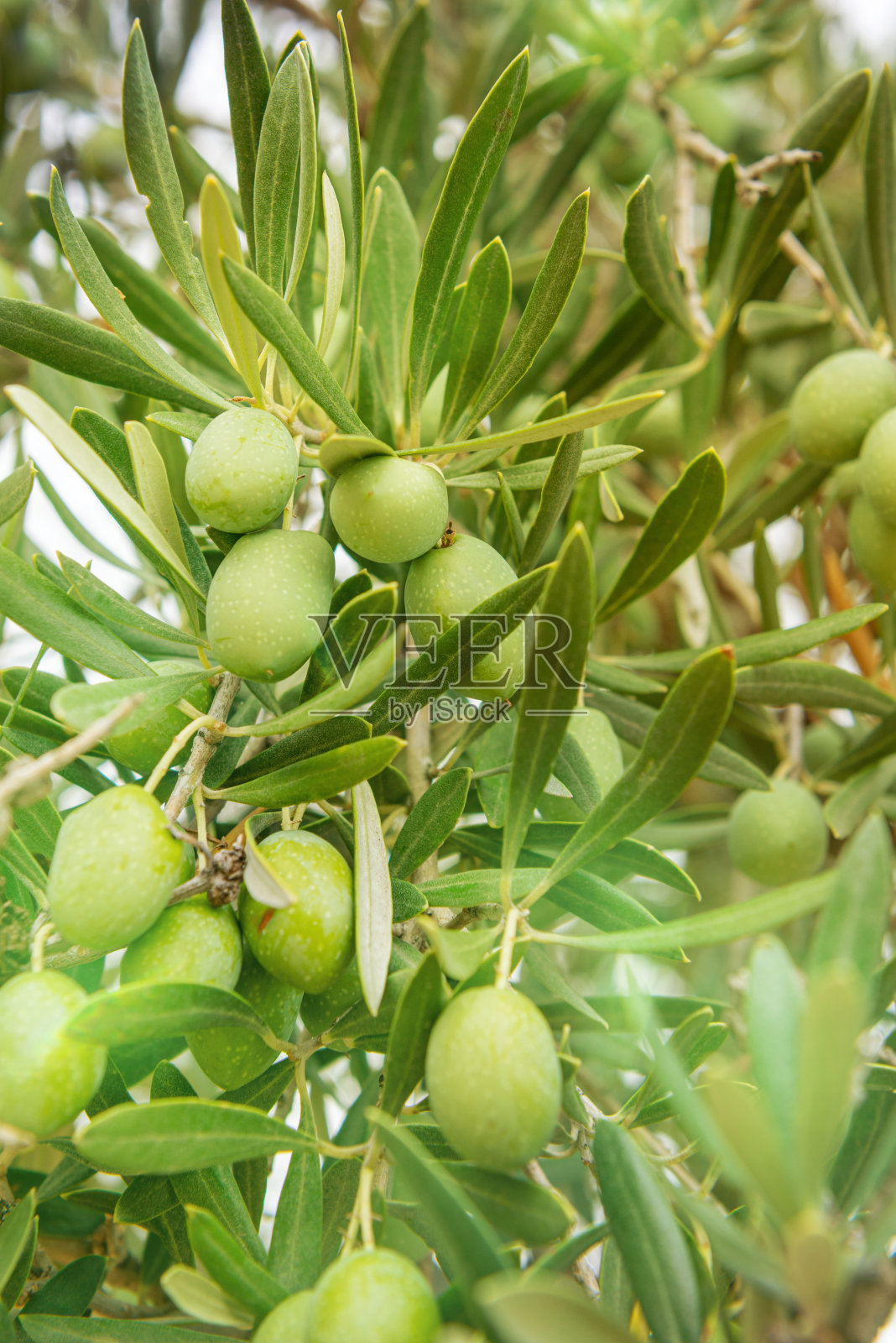 树上的橄榄照片摄影图片