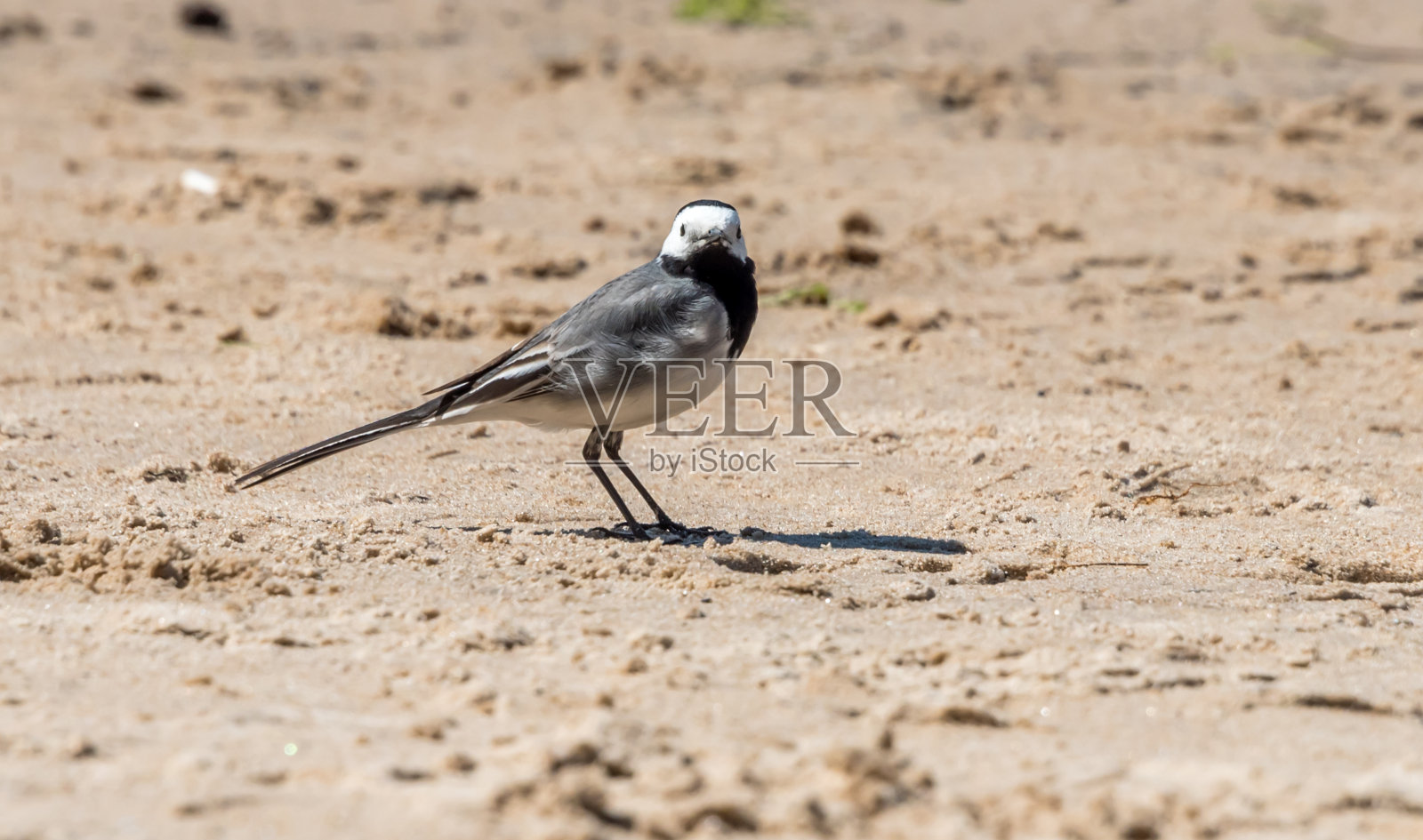 在海滩上摇摆尾巴照片摄影图片
