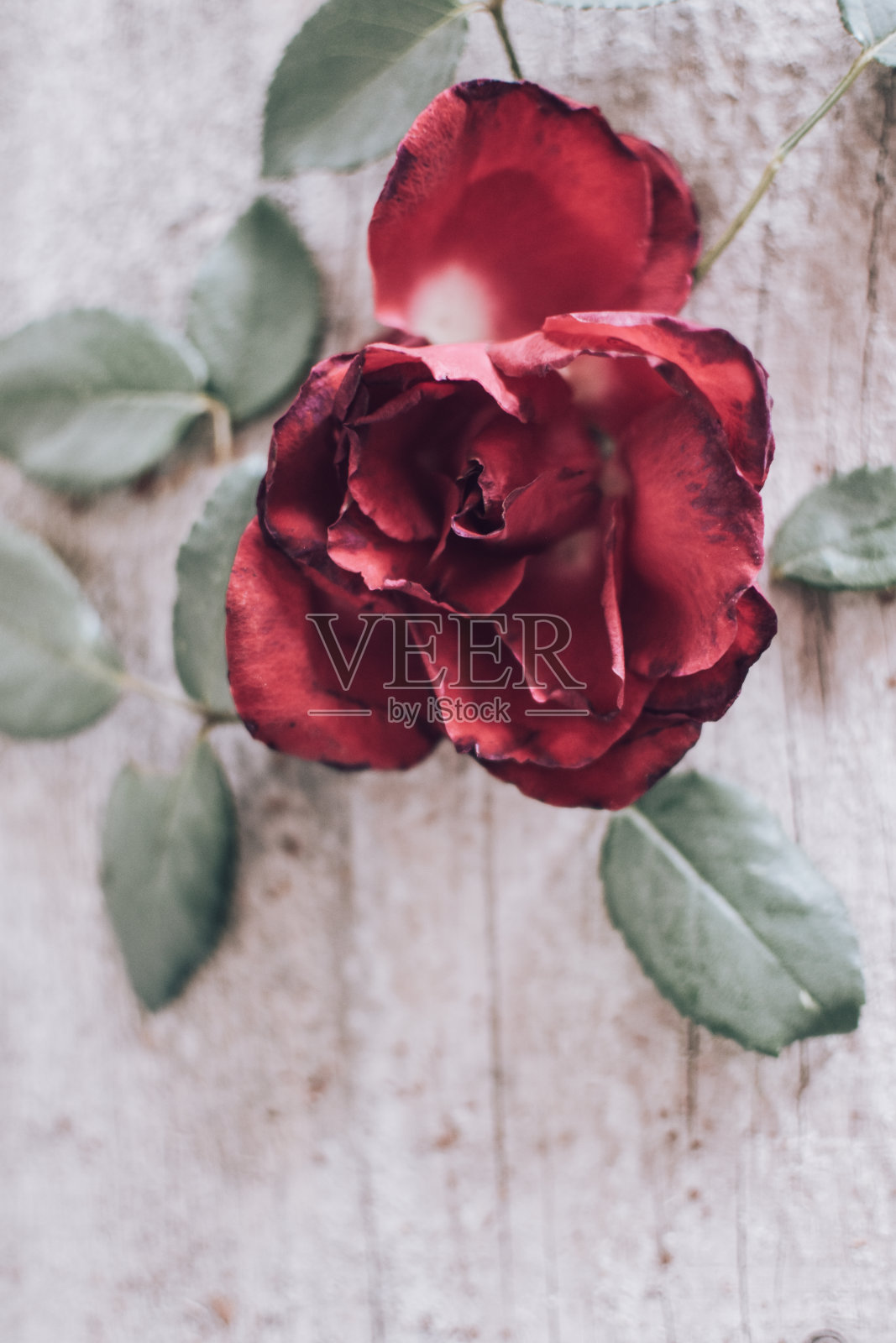 玫瑰和花瓣照片摄影图片