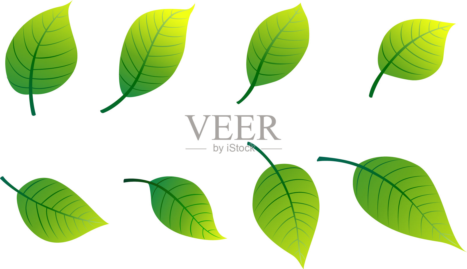 绿叶的底色是白色的插画图片素材