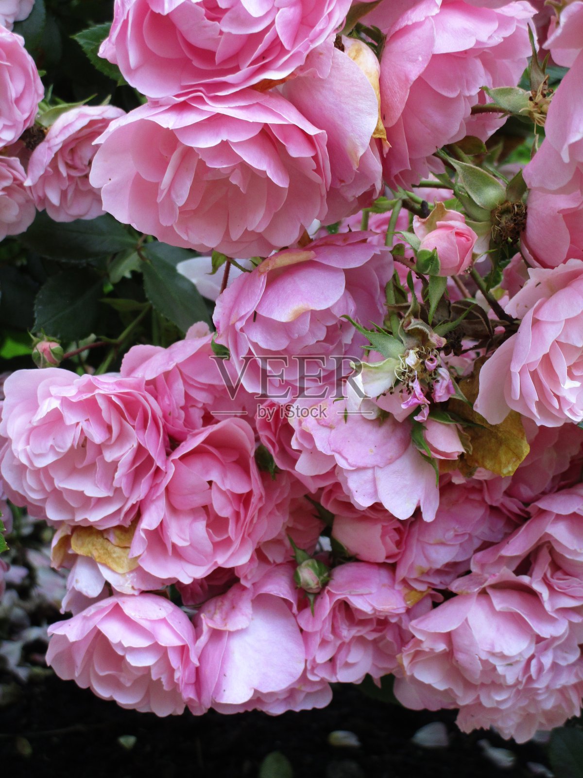 2020年女王伊丽莎白公园玫瑰花园，甜美的夏天，精致的粉色皇家博尼卡玫瑰照片摄影图片