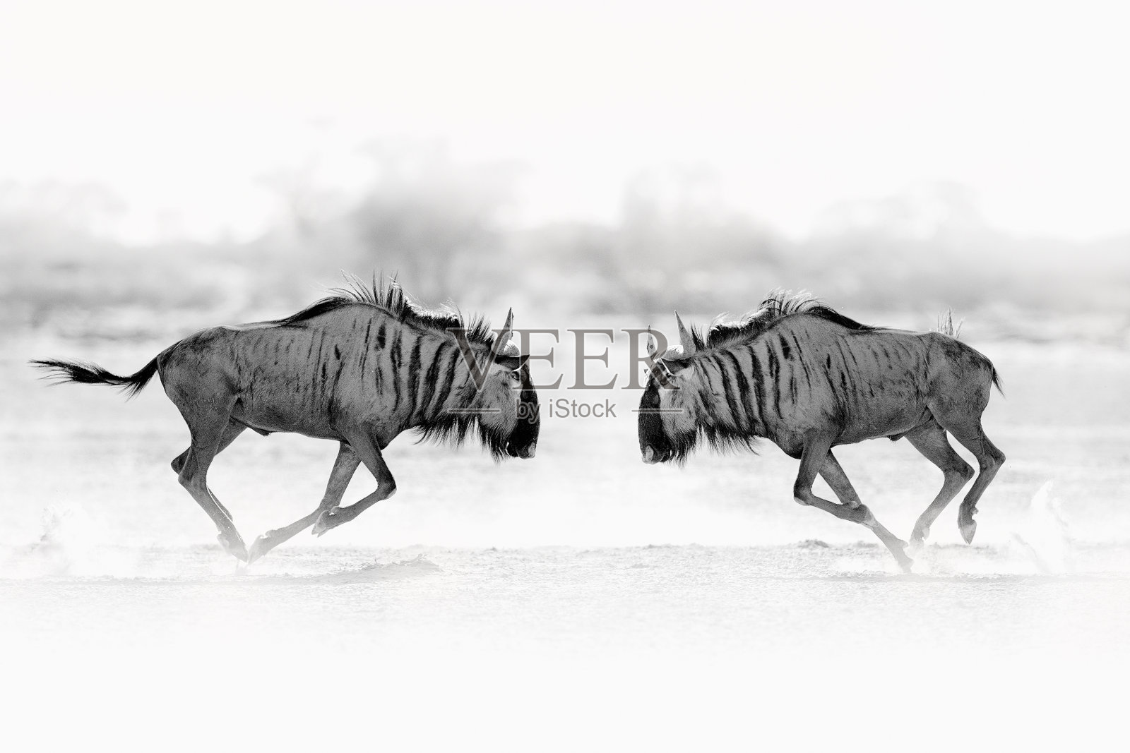 羚羊的一种。蓝色牛羚，草原上的牛羚，非洲博茨瓦纳自然栖息地的大型动物。照片摄影图片