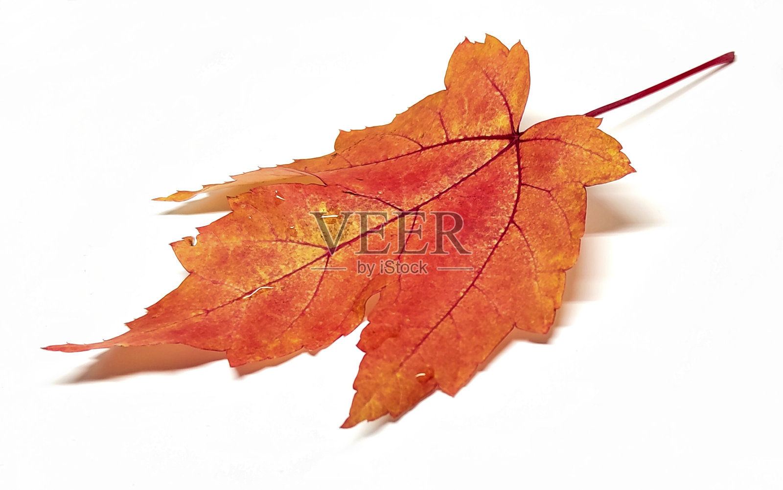 秋天五颜六色的叶子照片摄影图片