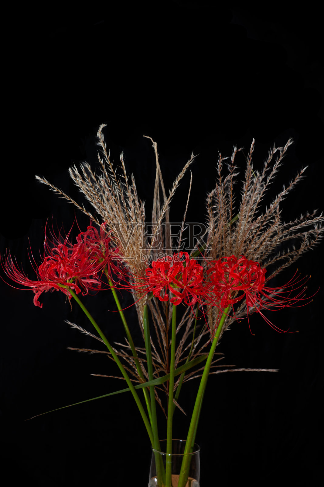 蜘蛛百合和潘帕斯草照片摄影图片