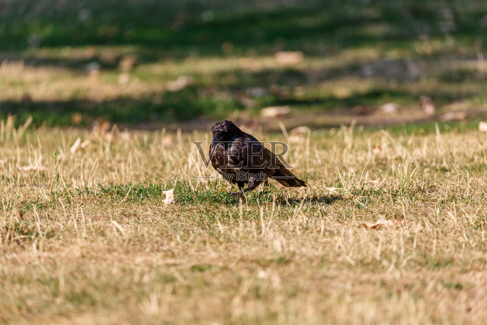 公园草地上的乌鸦照片摄影图片