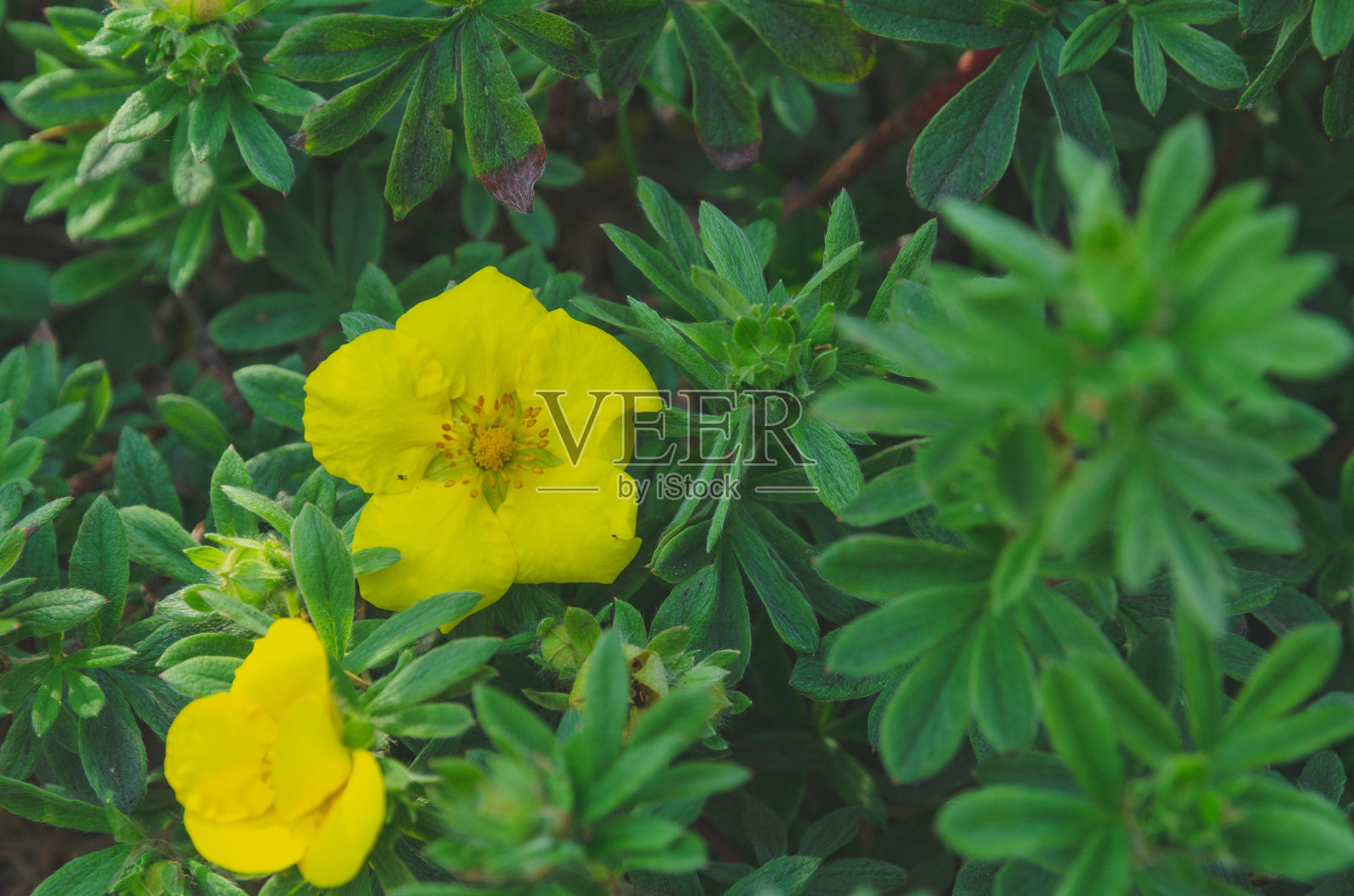 黄金丝桃属植物照片摄影图片