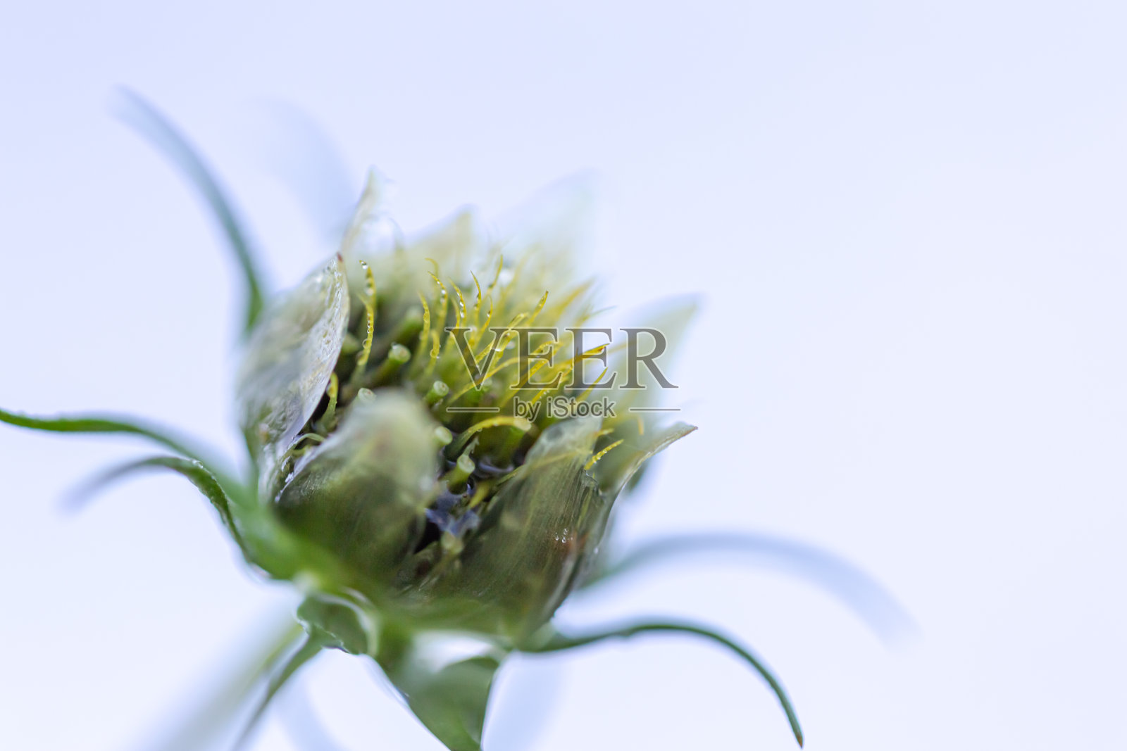 晨露照片摄影图片