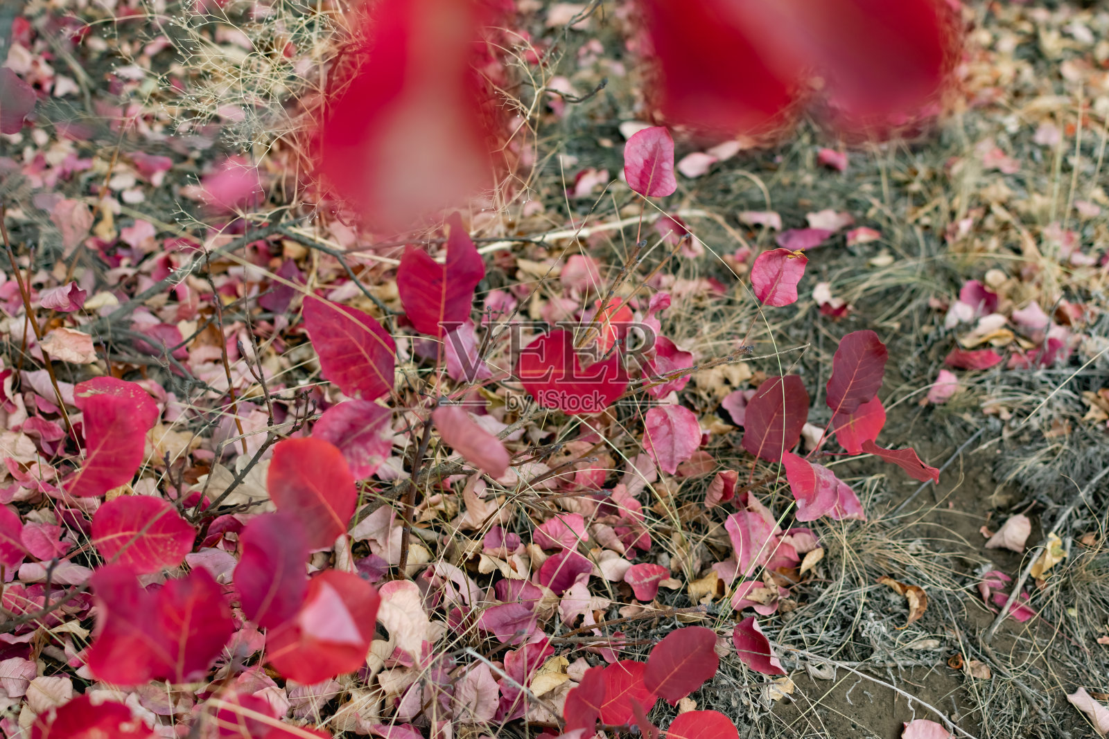 秋天的树叶在地上五颜六色的阴影中，在脚下的枯叶和树上半裸的树枝之间照片摄影图片