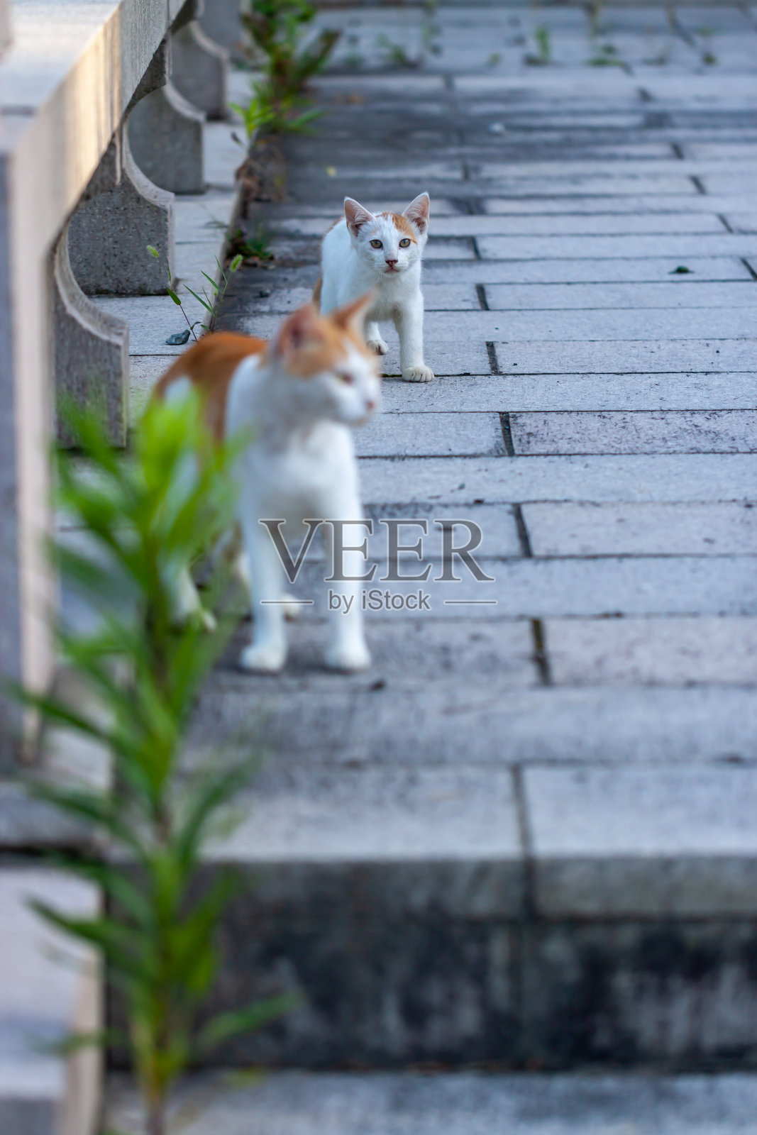 猫照片摄影图片