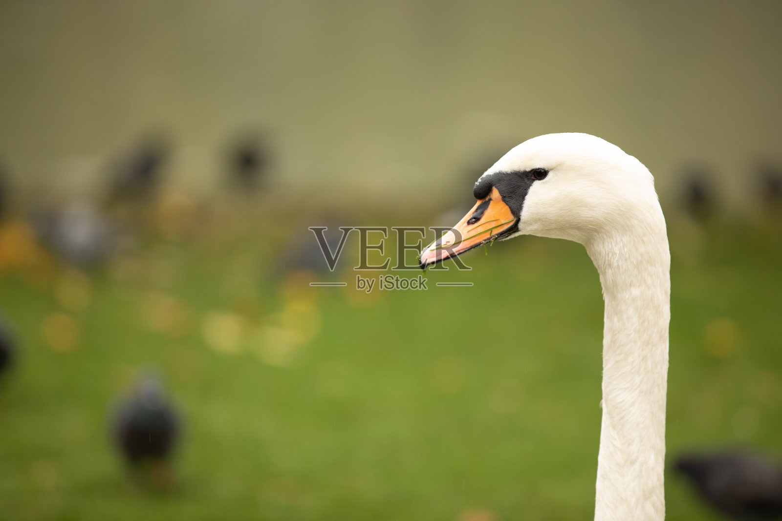 色天鹅天鹅的头。在喙的基部有一个特征的生长。在公园拍摄照片摄影图片