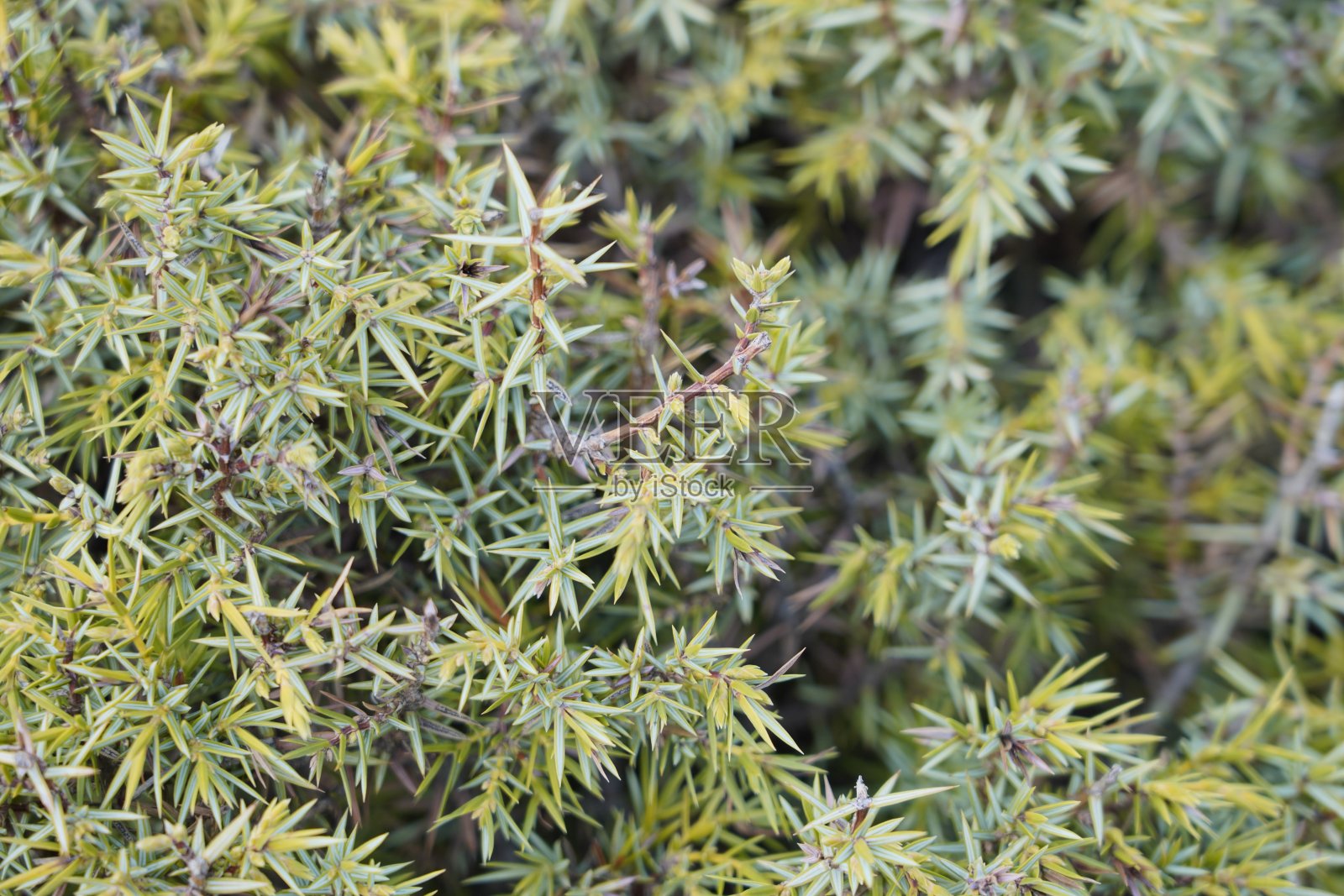 在一个阳光明媚的日子里，一个绿色的灌木的特写照片摄影图片