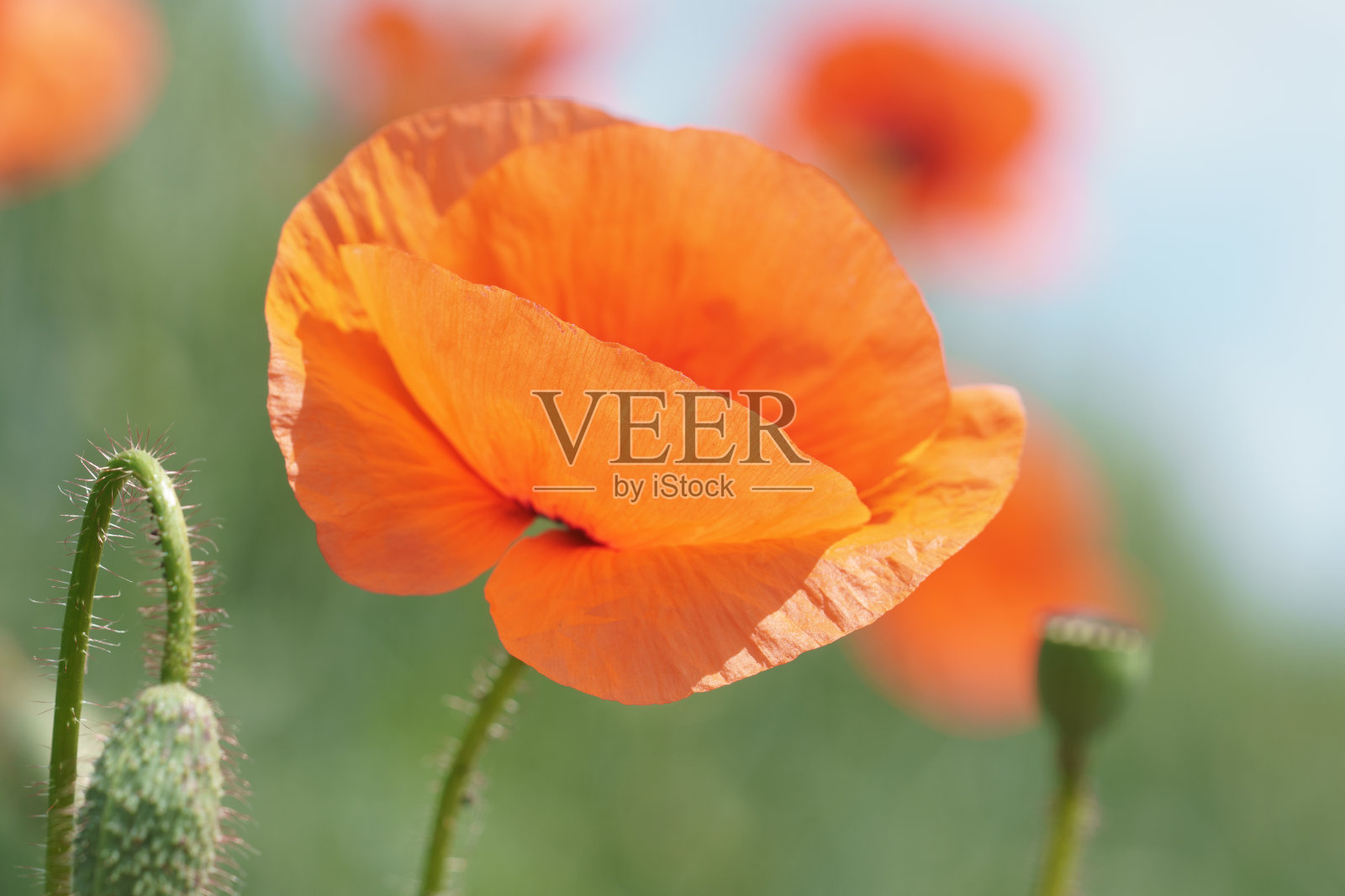 红色的罂粟在晨光中。一朵孤独的罂粟花。照片摄影图片