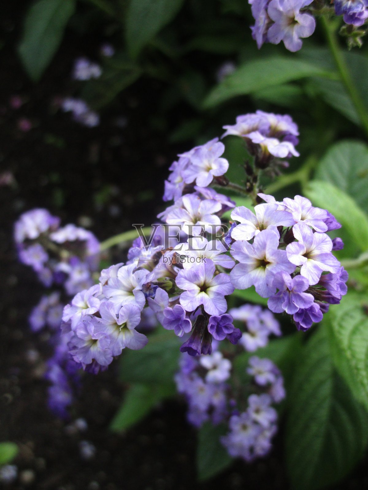 亮紫白色小矮牵牛花2019年夏天照片摄影图片