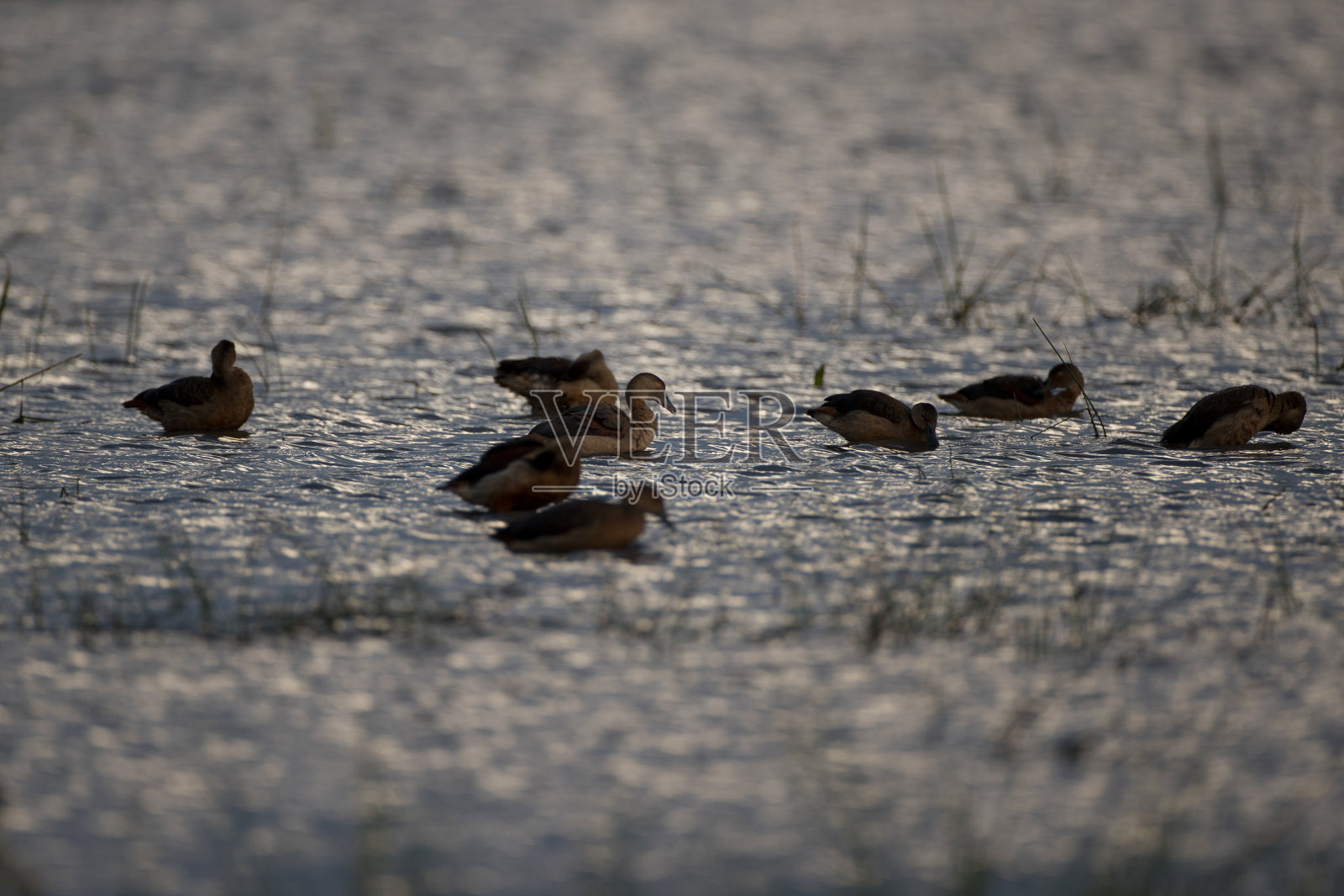一群小口哨鸭或印度口哨鸭(爪哇石鸭)照片摄影图片