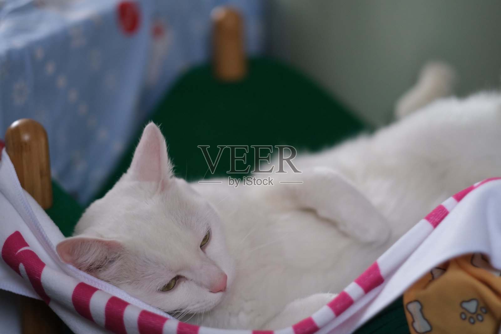白猫在家里休息照片摄影图片