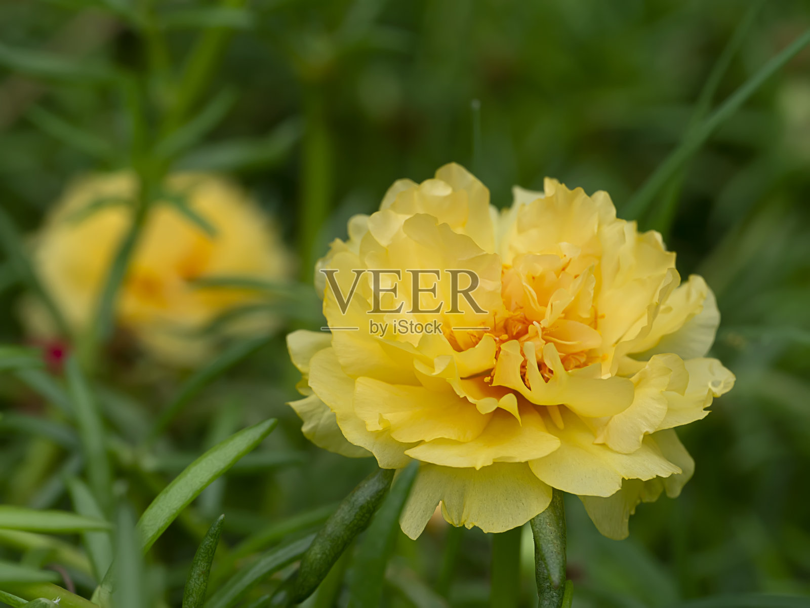 近黄马齿苋花。照片摄影图片