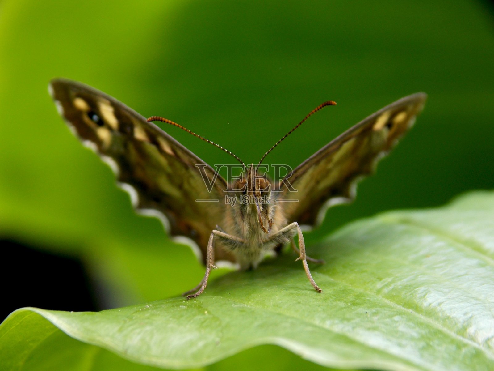 绿叶上五颜六色的蝴蝶照片摄影图片