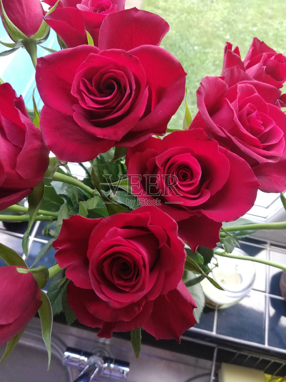 红玫瑰照片摄影图片