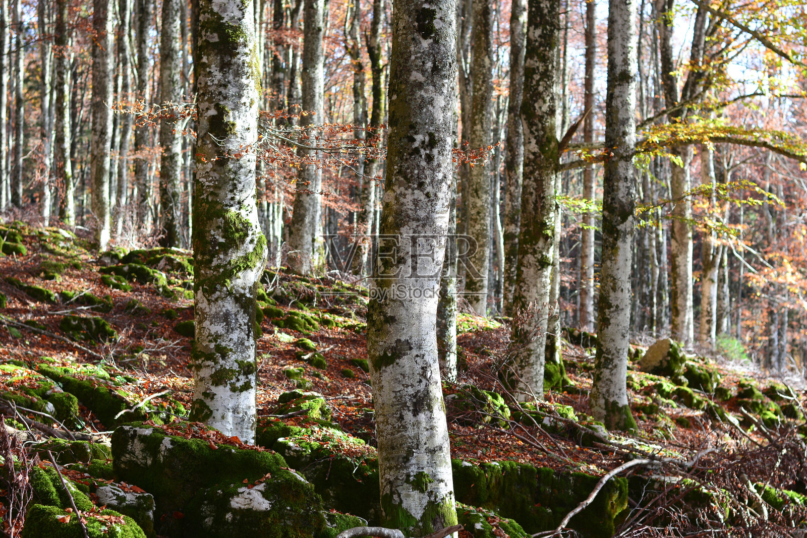 光秃秃的树干照片摄影图片