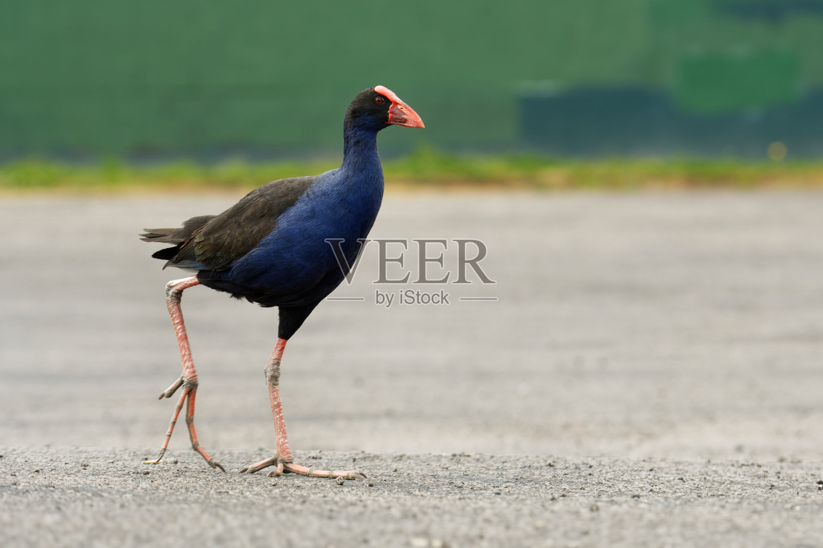 Pukeko (Porphyrio Porphyrio melanotus)站在湖边的草地上，在它的刺中抓住草的茎。照片摄影图片
