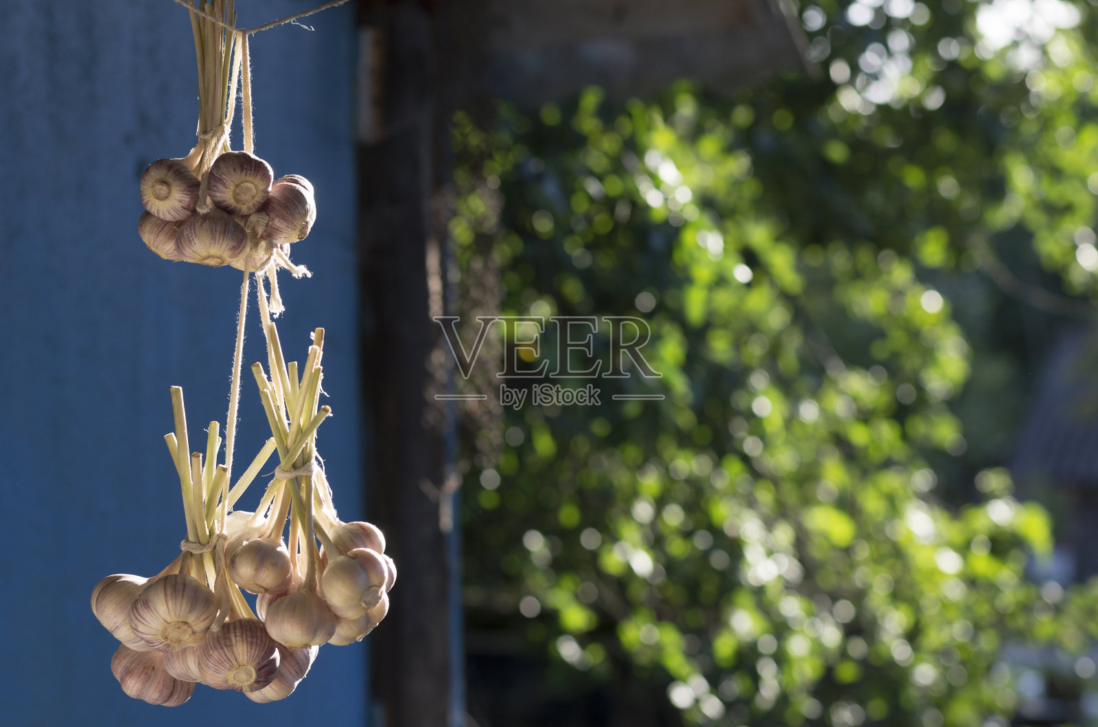 一捆捆新鲜采摘的大蒜挂在一个阳光明媚的日子里照片摄影图片