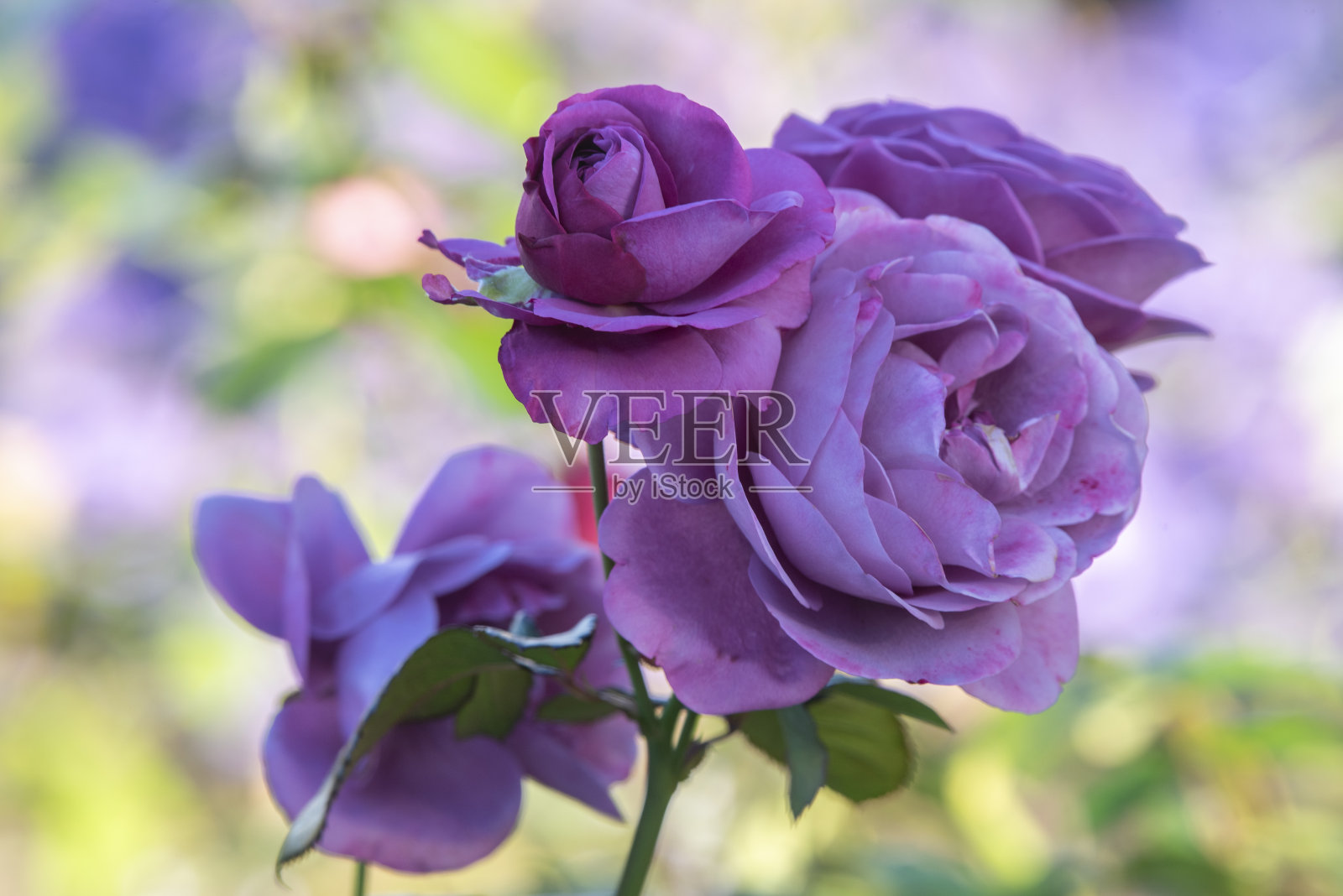 华盛顿紫玫瑰照片摄影图片