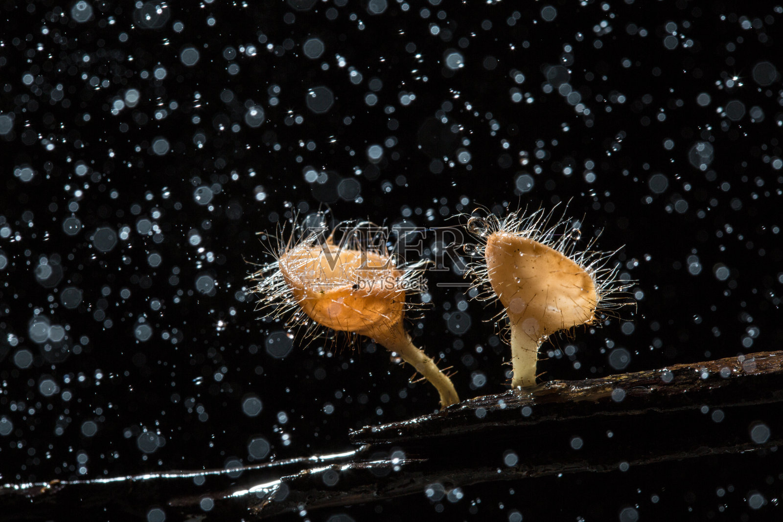 蘑菇照片摄影图片