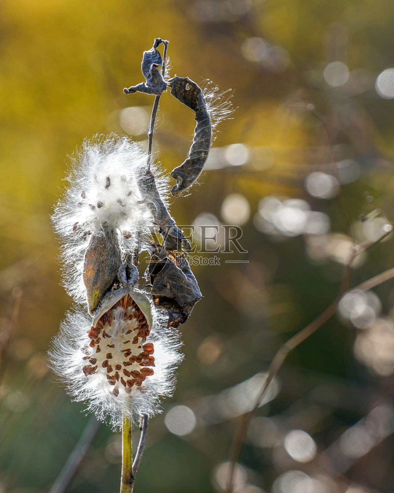 阳光下的马利筋与散景背景照片摄影图片