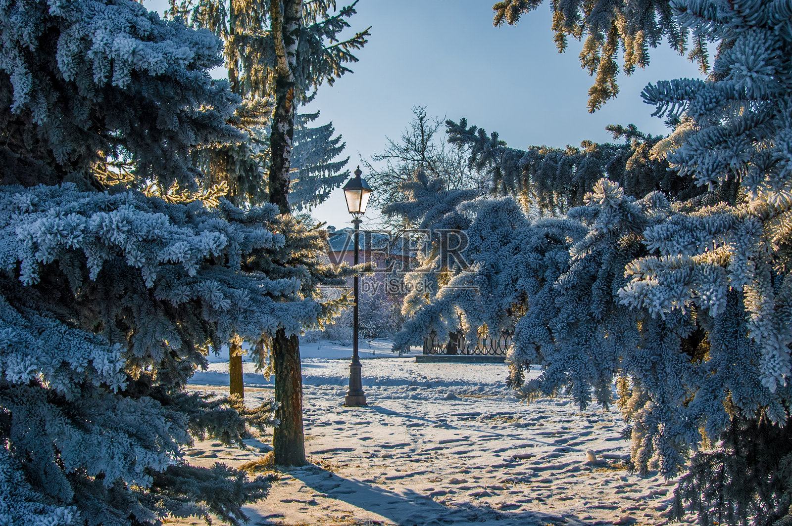 美丽的冬天在公园的阳光下照片摄影图片
