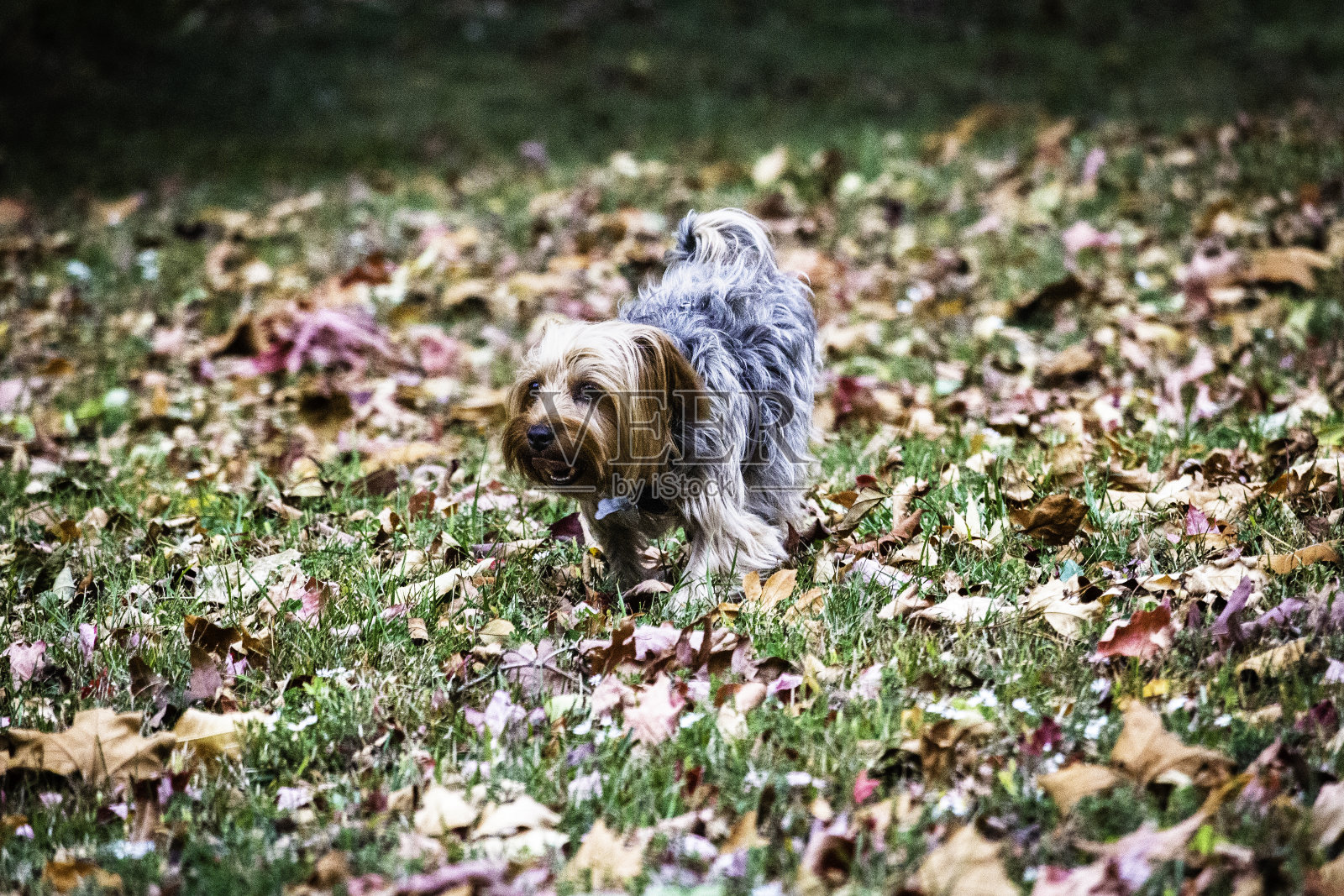 宠物,约克郡犬照片摄影图片