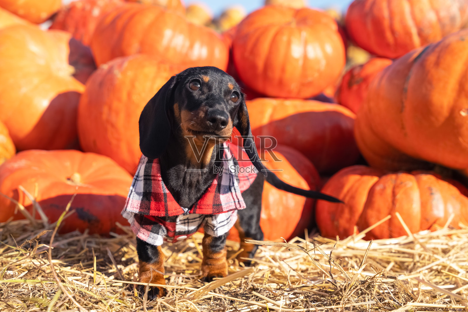 有趣的腊肠小狗，黑棕相间，穿着乡村格子衬衫，站在一堆南瓜收获的秋天，高兴地摇着尾巴。狗为万圣节做准备。照片摄影图片