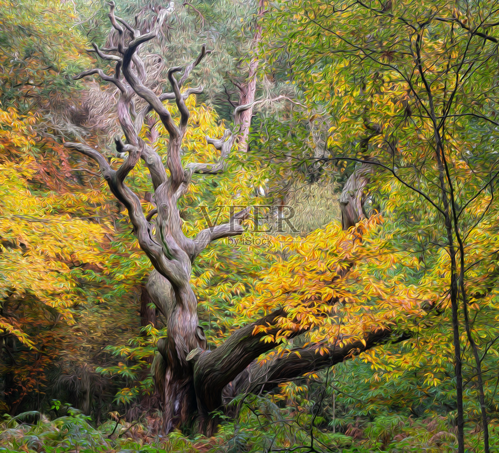 宏伟的西班牙栗树在一个绘画风格照片摄影图片