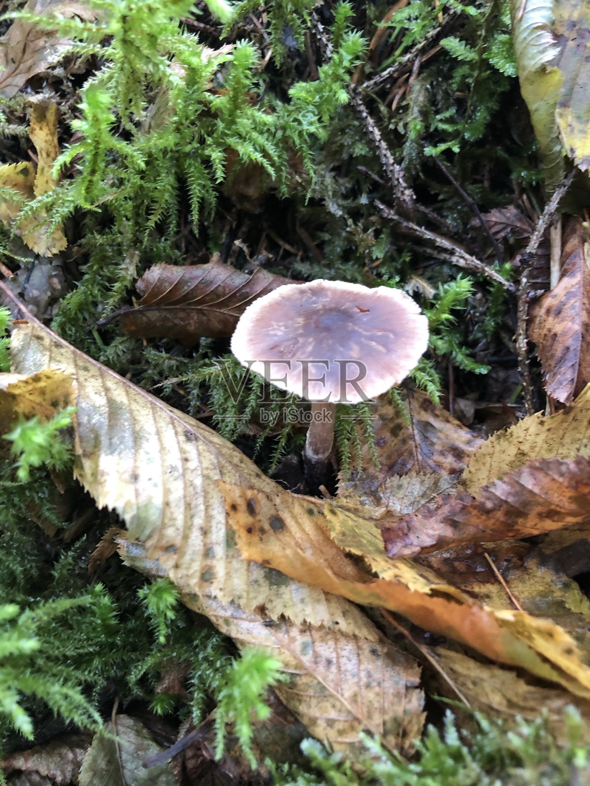 秋天的诞生照片摄影图片