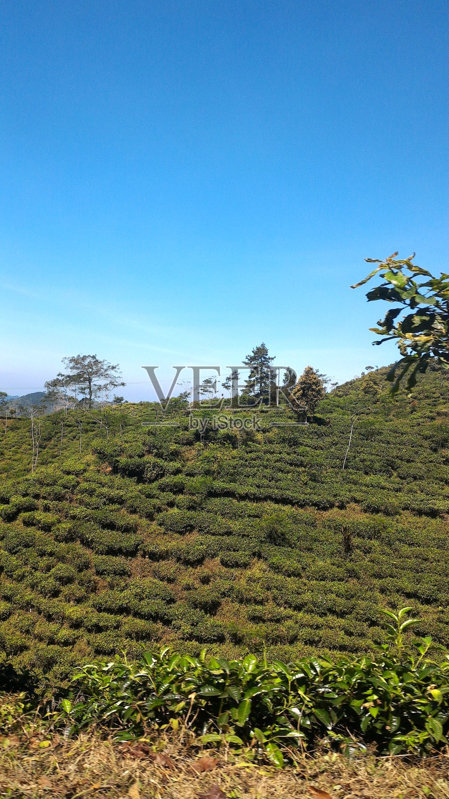 格鲁特地区的茶园照片摄影图片