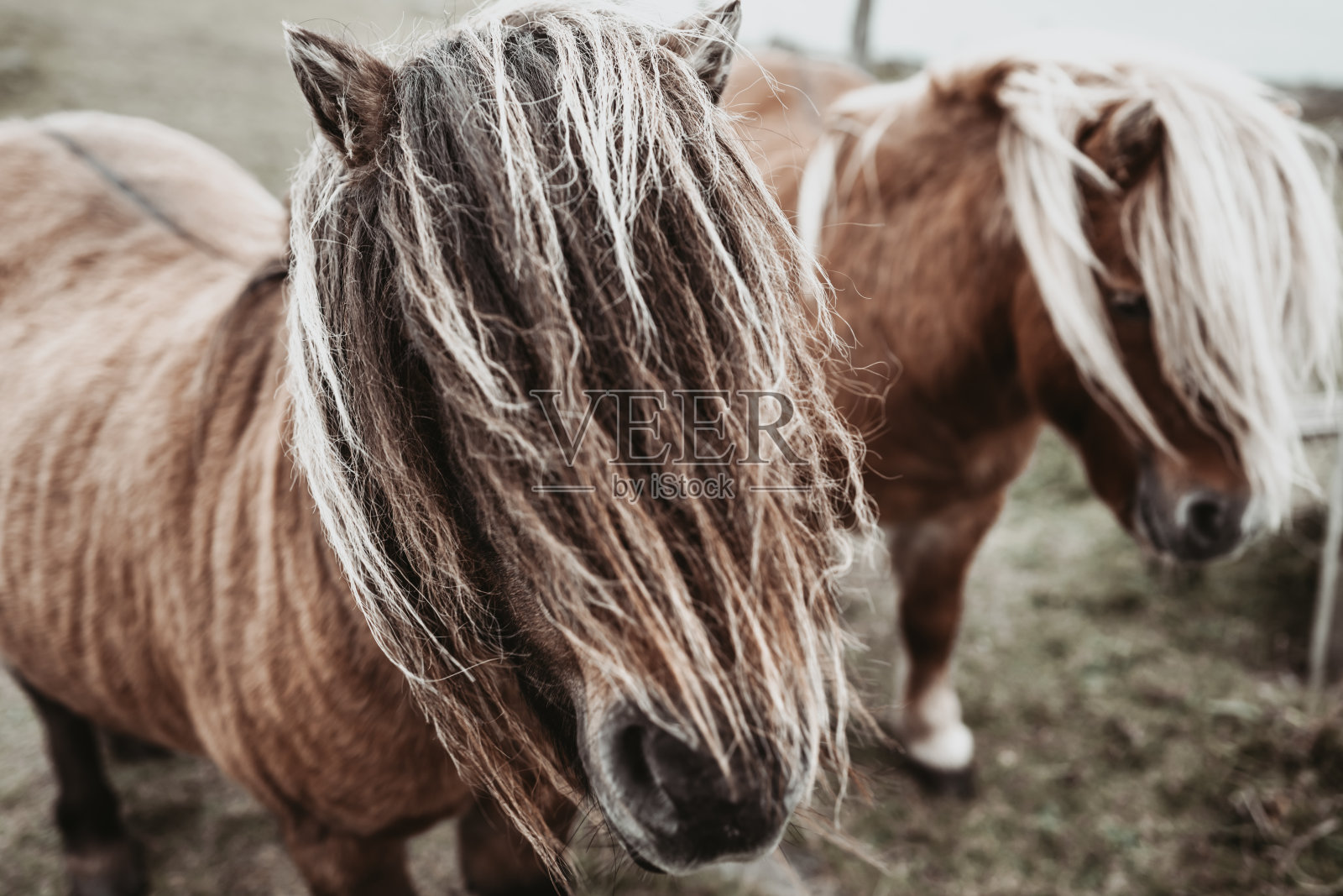两个设得兰矮种马照片摄影图片