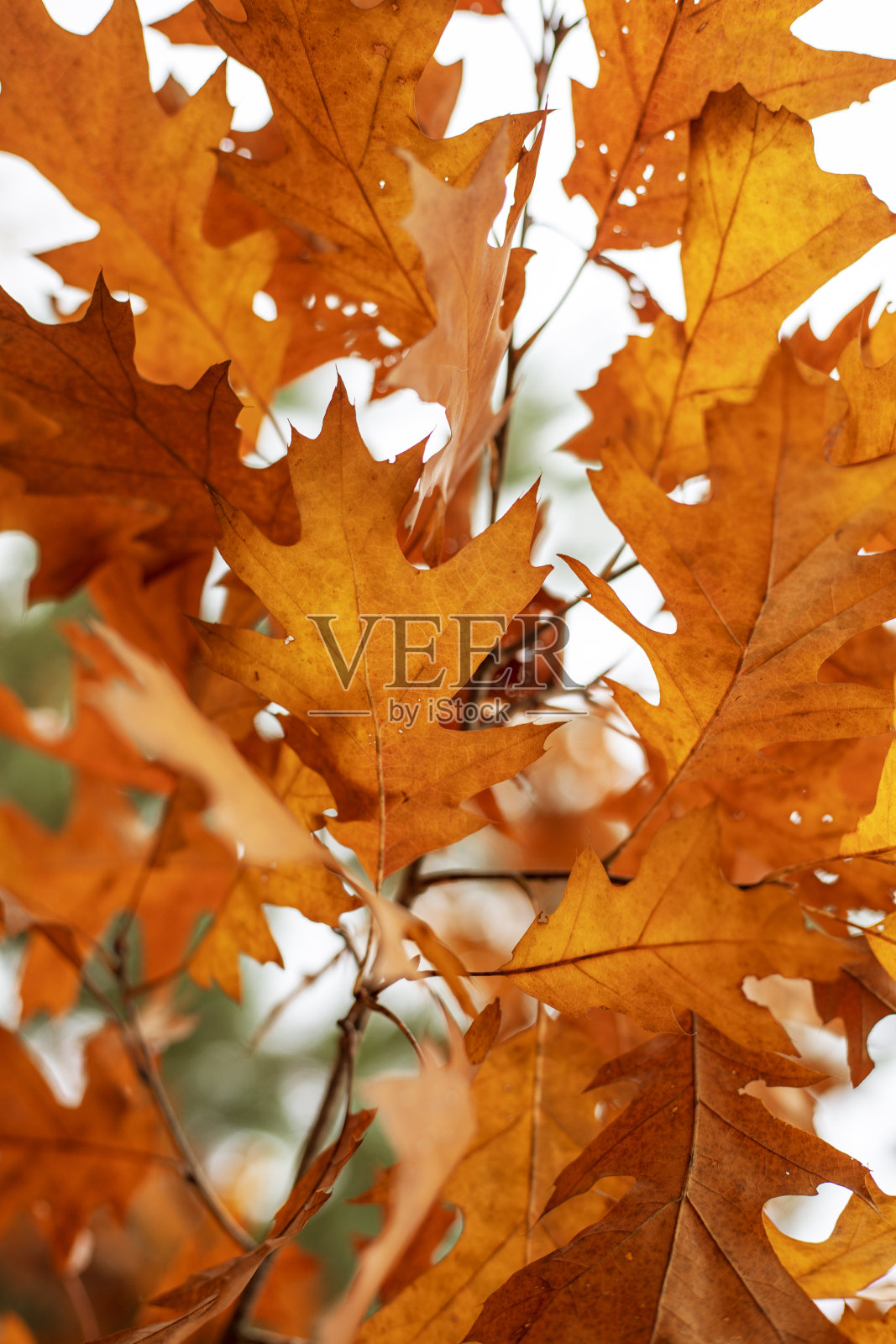 枫叶黄叶挂在枝头，映衬着天空，自然的背景，垂直照片摄影图片