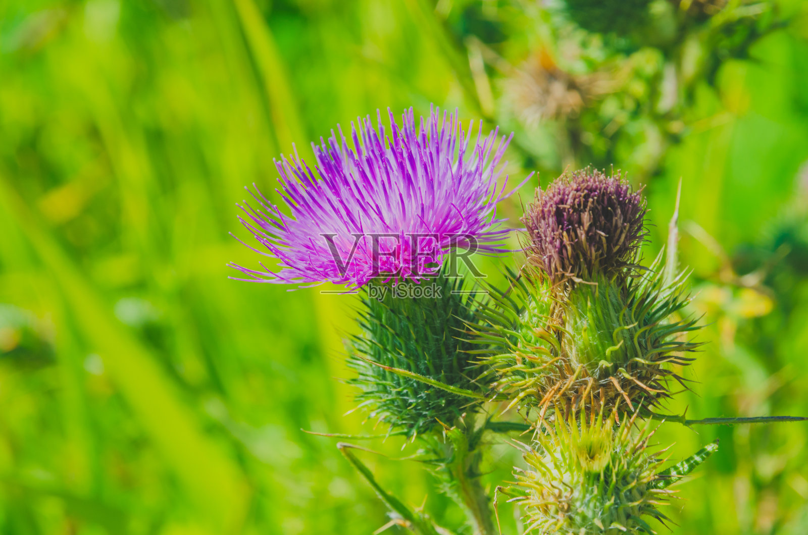 矛蓟照片摄影图片