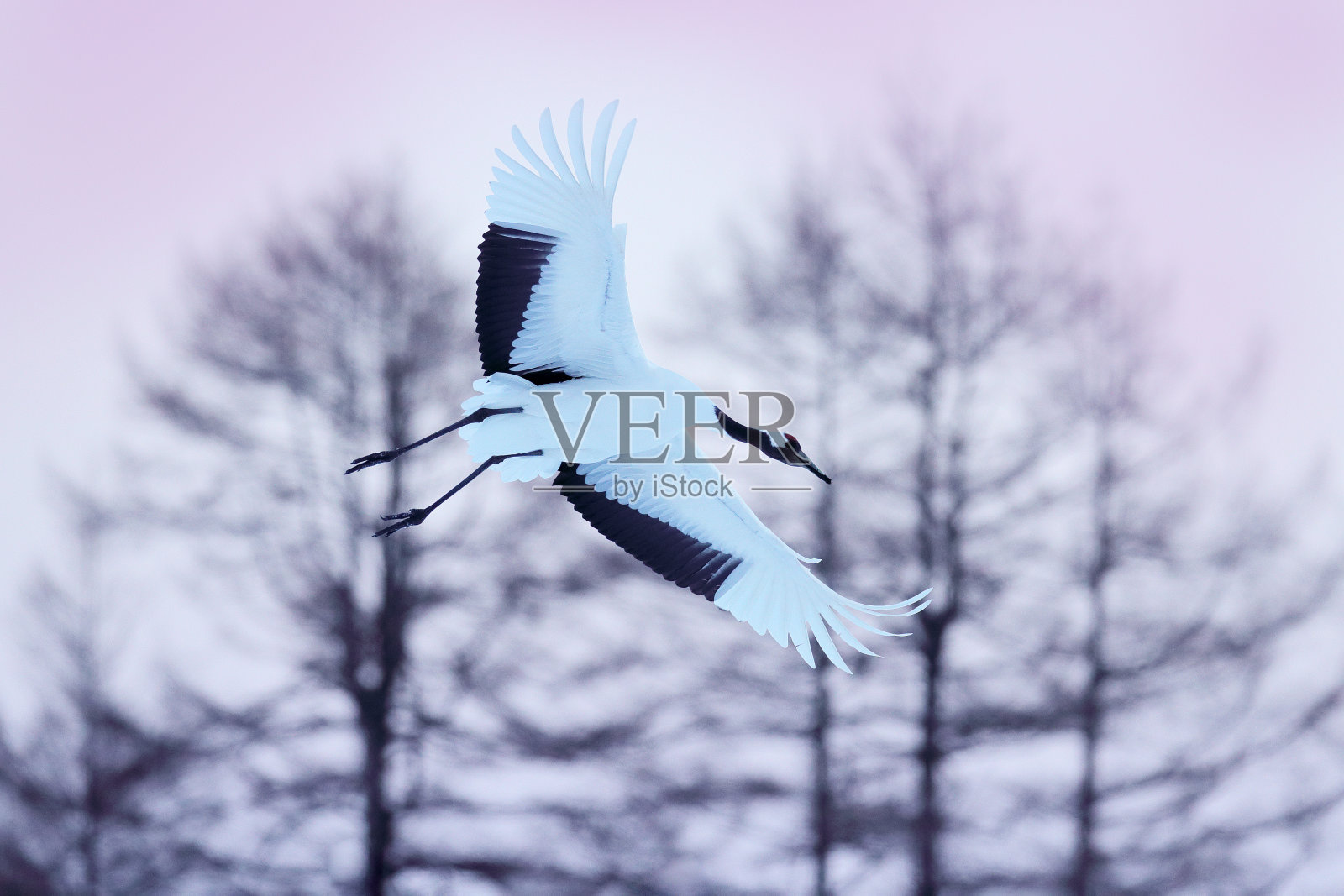 日本北海道，白雪皑皑的草地上，鹤在跳舞。冬天下雪的景象。丹顶鹤成对，繁殖季节。照片摄影图片