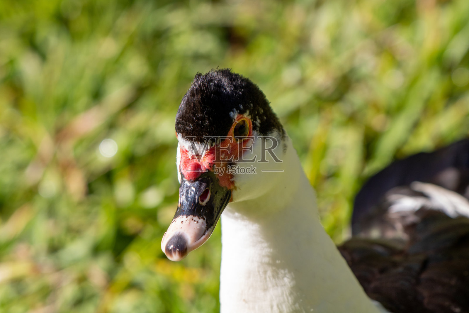 黑白鸭子在绿草上行走-微距摄影照片摄影图片