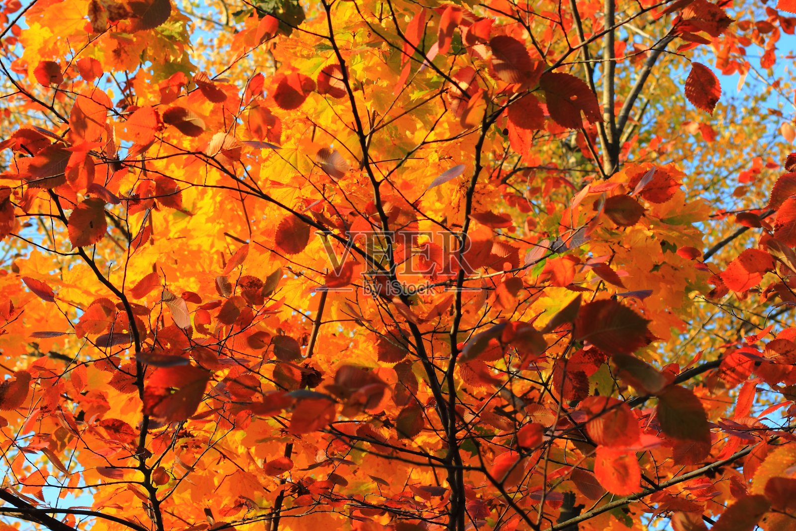 红色的秋叶映着天空照片摄影图片