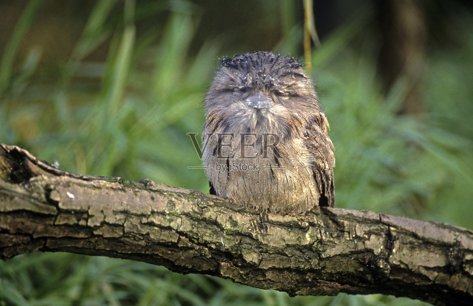 大脑照片摄影图片